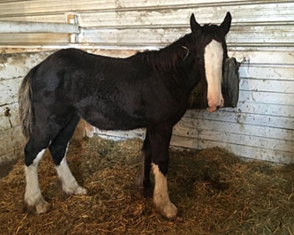 Pferd Cey's Black Violet (Clydesdale, 2018, von Somewhere Doc's Black Jack)