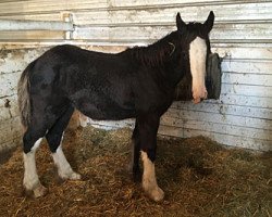 Pferd Cey's Black Violet (Clydesdale, 2018, von Somewhere Doc's Black Jack)