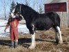 broodmare Hatfield Bonnie Doon (Clydesdale, 2000, from Ayton Black Prince)