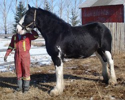 Zuchtstute Hatfield Bonnie Doon (Clydesdale, 2000, von Ayton Black Prince)