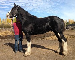 Pferd Sandy Ridge Enforcer (Clydesdale, 2013, von Donegal Enhancer)