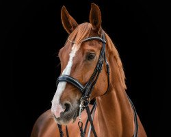 dressage horse Cito (German Sport Horse, 2010, from Sancisco)