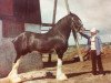 Deckhengst Centre View Ideal (Clydesdale, 1973, von Melbourne Royal Ideal)