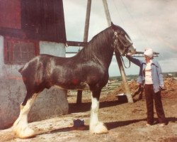 Deckhengst Centre View Ideal (Clydesdale, 1973, von Melbourne Royal Ideal)