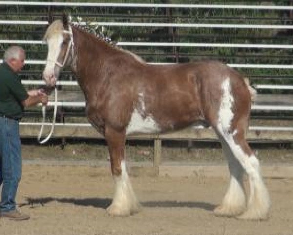 Pferd Centerline's Rosy Skye (Clydesdale, 2007, von S B H Revelation)