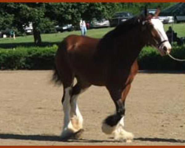 Zuchtstute Centerline's Liberty Vision (Clydesdale, 2002, von Thistle Ridge Eaton Victor)