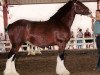 broodmare Cdric Dede Sarge (Clydesdale, 1991, from Belleau Sarge)