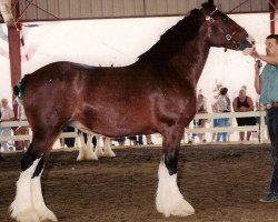 Zuchtstute Cdric Dede Sarge (Clydesdale, 1991, von Belleau Sarge)