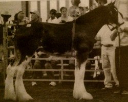 stallion Gregglea H.C. Marvel (Clydesdale, 2005, from Highfield Collessie)