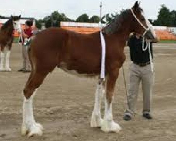 Pferd Cedarview Rosie (Clydesdale, 2011, von Gregglea H.C. Marvel)