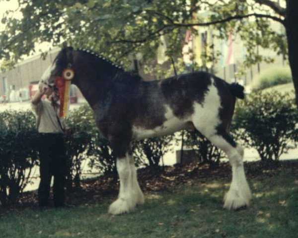 Deckhengst Cedarlane Tyler (Clydesdale, 1997, von Maplewood Levi)