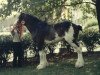 stallion Cedarlane Tyler (Clydesdale, 1997, from Maplewood Levi)