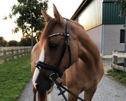 dressage horse Mac Cora (German Riding Pony, 2011, from Can Dance 3)