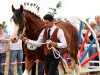 Deckhengst Cedarlane Thunder (Clydesdale, 2009, von S B H Phoenix)