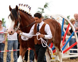 stallion Cedarlane Thunder (Clydesdale, 2009, from S B H Phoenix)