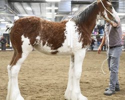 Pferd Cedarlane Steele Away Sophie (Clydesdale, 2018, von Iron Horse MM Steele)