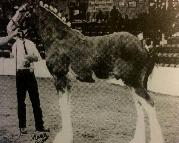 Deckhengst Cedarlane Skipper (Clydesdale, 2002, von S B H Phoenix)