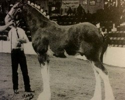 stallion Cedarlane Skipper (Clydesdale, 2002, from S B H Phoenix)