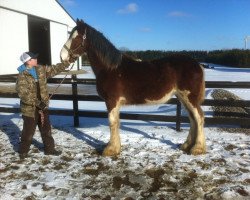 horse Cedarlane Ruby (Clydesdale, 2012, from Langbank Winsome Lad)