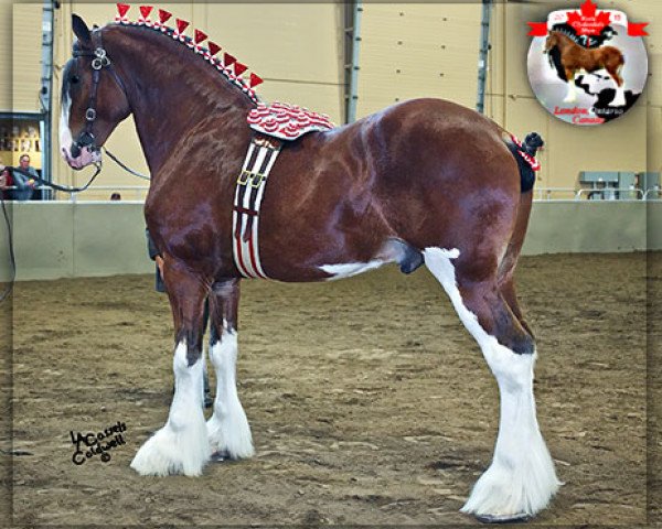 Deckhengst Cedarlane Royal (Clydesdale, 2011, von Langbank Winsome Lad)