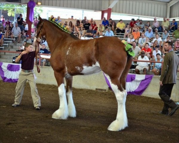 Zuchtstute Cedarlane Raine (Clydesdale, 2006, von S B H Phoenix)