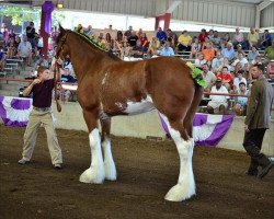 broodmare Cedarlane Raine (Clydesdale, 2006, from S B H Phoenix)