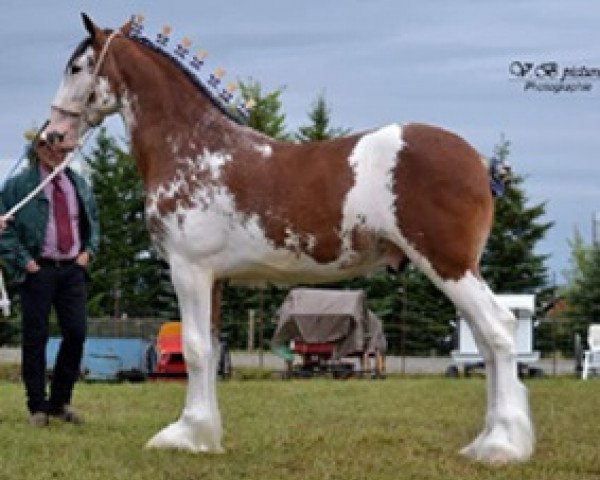 horse Cedarlane Petey (Clydesdale, 2016, from Iron Horse MM Steele)