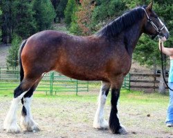 Zuchtstute CBR Sweet Sensation (Clydesdale, 2007, von Westerdale Prospect)