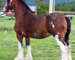 Zuchtstute CBR Prospects Annibel (Clydesdale, 2006, von Westerdale Prospect)