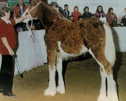 Zuchtstute Carson's Sugar and Spice (Clydesdale, 1996, von Solomon's Colonel)