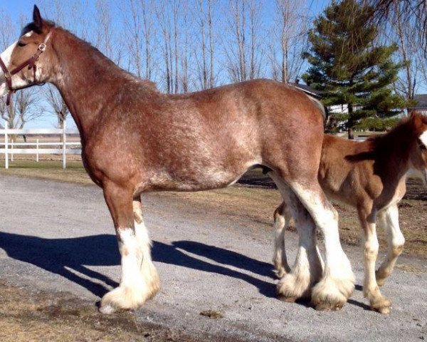 broodmare Theodore's Above Sensation (Clydesdale, 2012, from 2S Above All's Superb Infatuation)