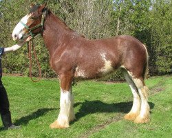 horse Carson's Sherman Sly (Clydesdale, 2017, from Greenwood Farm's Sherman)