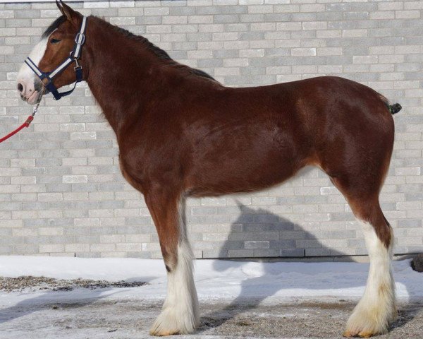 horse Carson's Queen Elizabeth (Clydesdale, 2012, from Alamar L.S. Lightning)