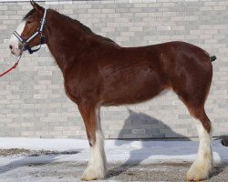 horse Carson's Queen Elizabeth (Clydesdale, 2012, from Alamar L.S. Lightning)