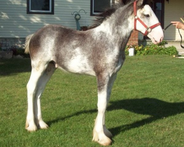 horse Bri-Mar Classic Cole (Clydesdale, 2013, from Karvelton Mac's Classic)