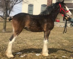 horse Bri-Mar BHQ Hazel (Clydesdale, 2018, from Brunt-Hill Quade)