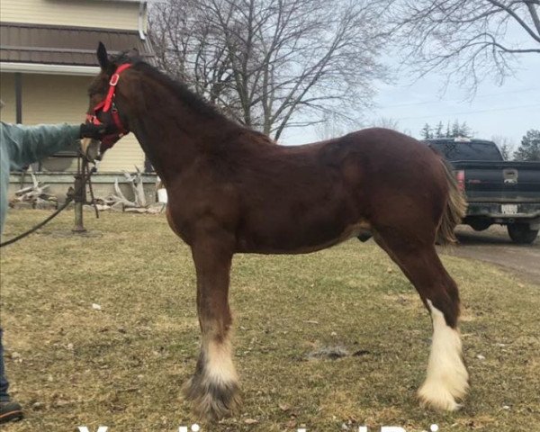 Pferd Bri-Mar BHQ Hank (Clydesdale, 2018, von Brunt-Hill Quade)