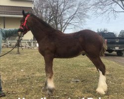 Pferd Bri-Mar BHQ Hank (Clydesdale, 2018, von Brunt-Hill Quade)