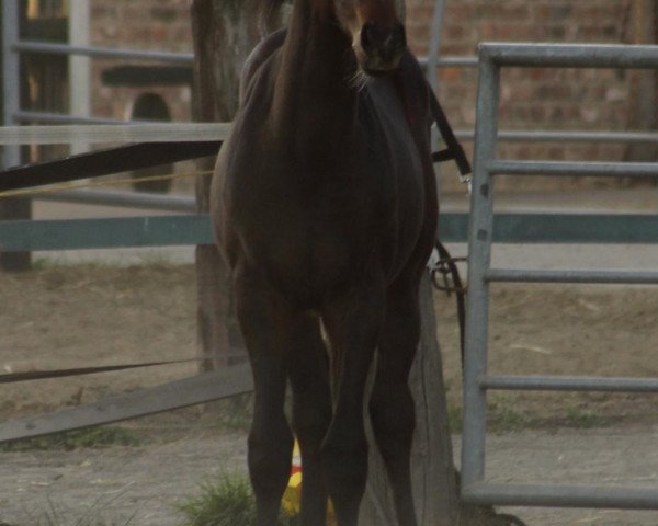 dressage horse Remolino K (German Riding Pony, 2019, from Rock Forever NRW)