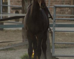 horse Remolino K (Deutsches Reitpony, 2019, from Rock Forever NRW)