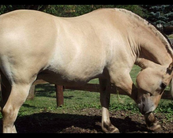 Pferd Veulenboek Emiel (Fjordpferd, 2008, von Drange Rolv)