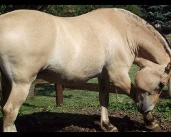 horse Veulenboek Emiel (Fjord Horse, 2008, from Drange Rolv)