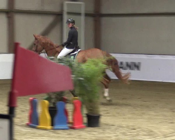Reitturnier Barlo-Bocholt 2016