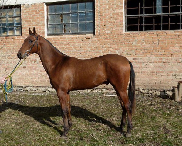 horse Mag (Akhal-Teke, 2013, from Gazanch)