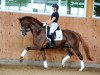 stallion Allegro Vs (German Warmblood, 2016, from Ac-Dc 4)