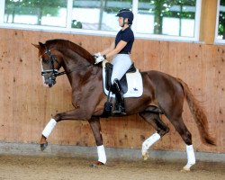 stallion Allegro Vs (German Warmblood, 2016, from Ac-Dc 4)