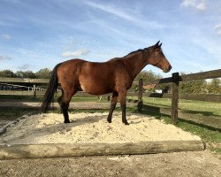 broodmare Quelle (Oldenburg, 2001, from Quebec)