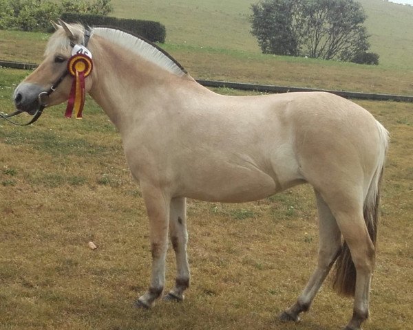 broodmare Sødtos (Fjord Horse, 2012, from Sjölv)