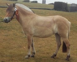 broodmare Stella (Fjord Horse, 2011, from Sjölv)