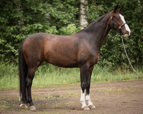 broodmare Domella 2774 FIN (Oldenburg, 2004, from Don Schufro)